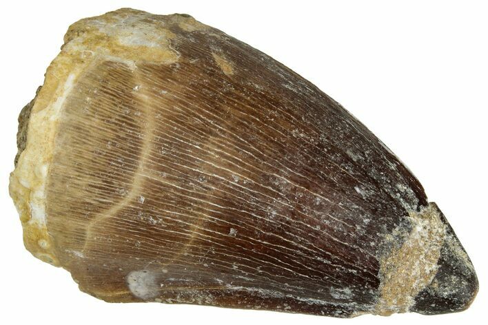 Fossil Mosasaur (Prognathodon) Tooth - Morocco #322714
